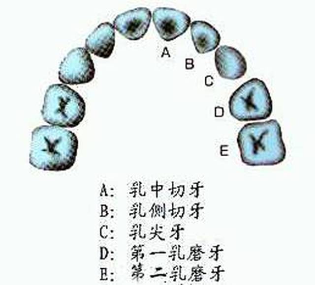 【史上最全】关于家长不得不重视的儿童"换牙期,快get起来