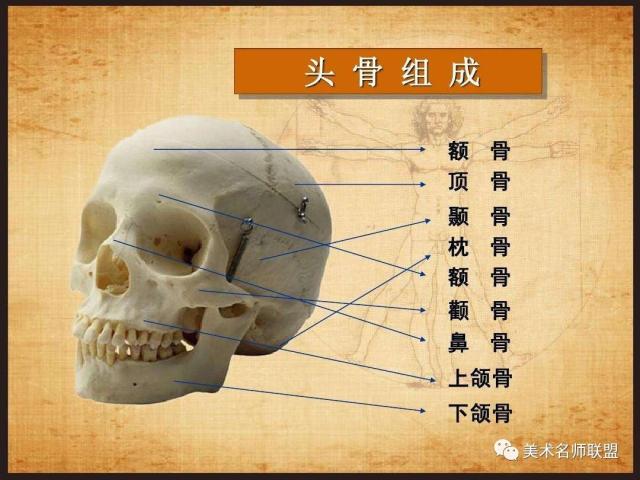 所谓"骨点",是指头部骨 骼中比较突出显露的部分