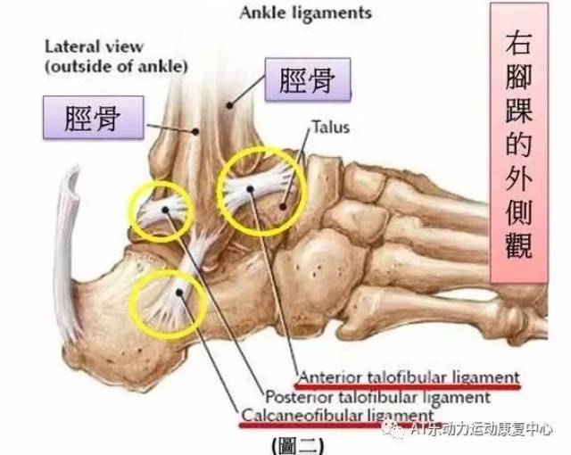 脚踝稳定度 除了靠韧带维持稳定,也依赖骨骼构造的天然密合度.