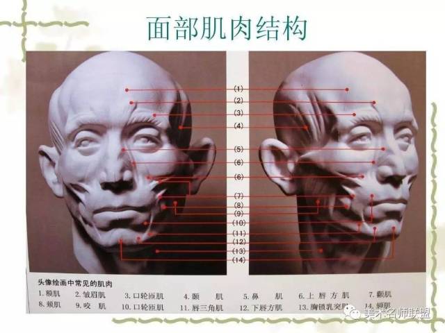 对头部肌肉的了解 面部的肌肉对人的表情起着 十分重要的作用.