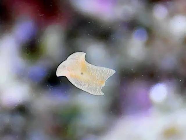 遭遇扁虫和红虫侵袭的处理办法!(鱼友提供)