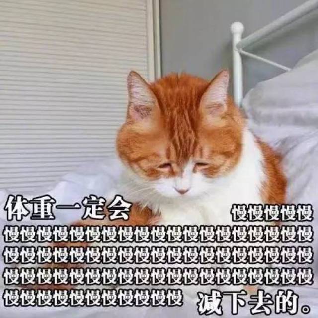 橘猫很懒惰,所以也很好抱爱撒娇