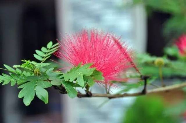 生如夏花(三)翠羽红缨花