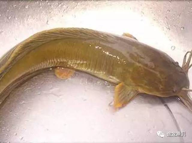 埃及塘鲺 鲶鱼的一种,对血类,内脏,腐肉都很感兴趣,生长迅速.