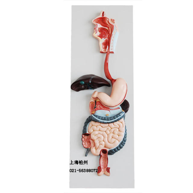 消化系统模型 300×800×100 示口腔,咽,食管,胃,大肠,小肠及消化腺.