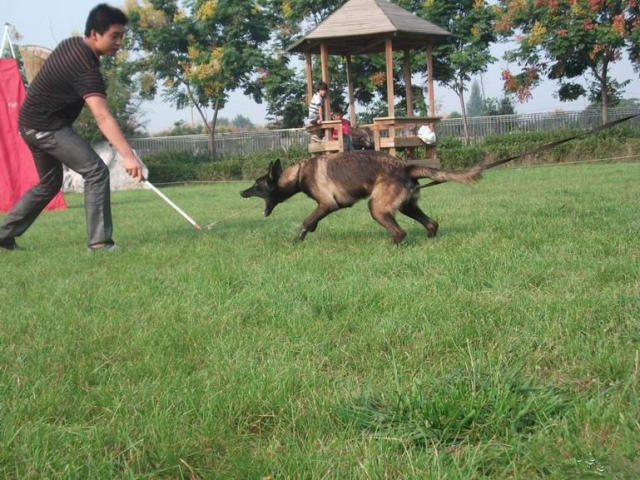 一只会科目的成年马犬能卖到多少钱