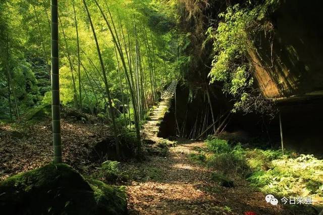 荣县避署胜地——长山花龙沟竹海