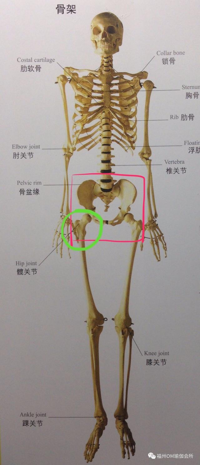 骨盆由髋,骶骨和尾骨构成 而髋关节,是指连接骨盆和股骨的一个关节