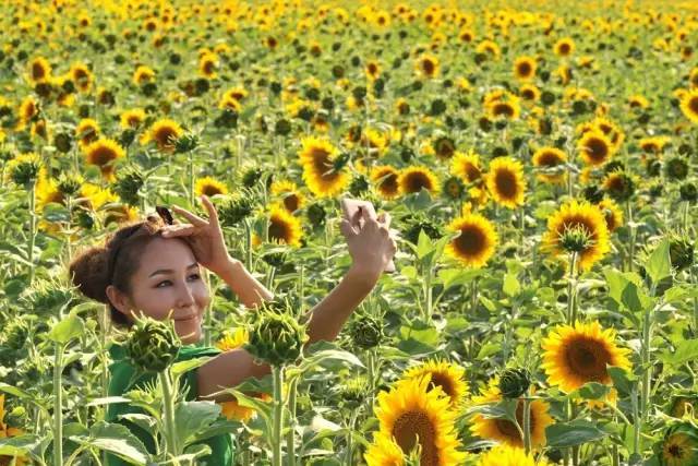 聚焦 濮阳首届"向日葵"节启幕,3000亩向阳花海免费看!