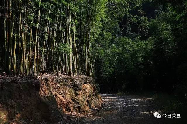 荣县避署胜地——长山花龙沟竹海