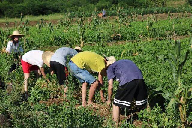 三下乡 | 炎炎夏日,我们"乡"约田间地头,用奉献致青春