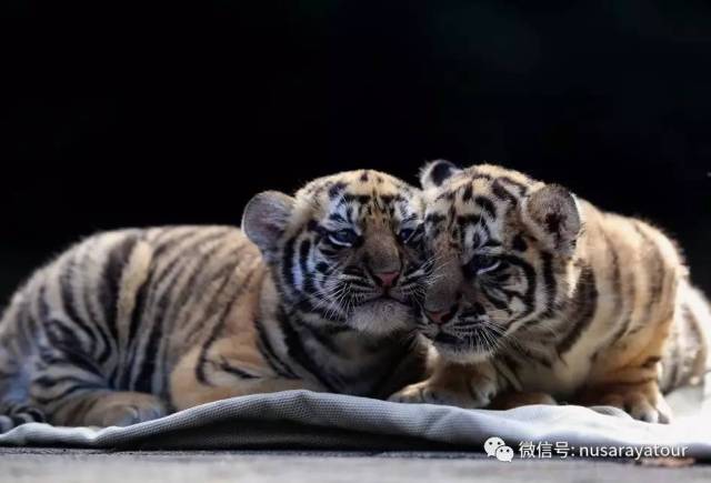 (罗盘网讯)万隆动物园喜得一对孟加拉虎宝宝.