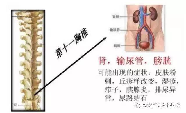 第十胸椎段:肾功能障碍,性功能障碍,易倦,干藓.