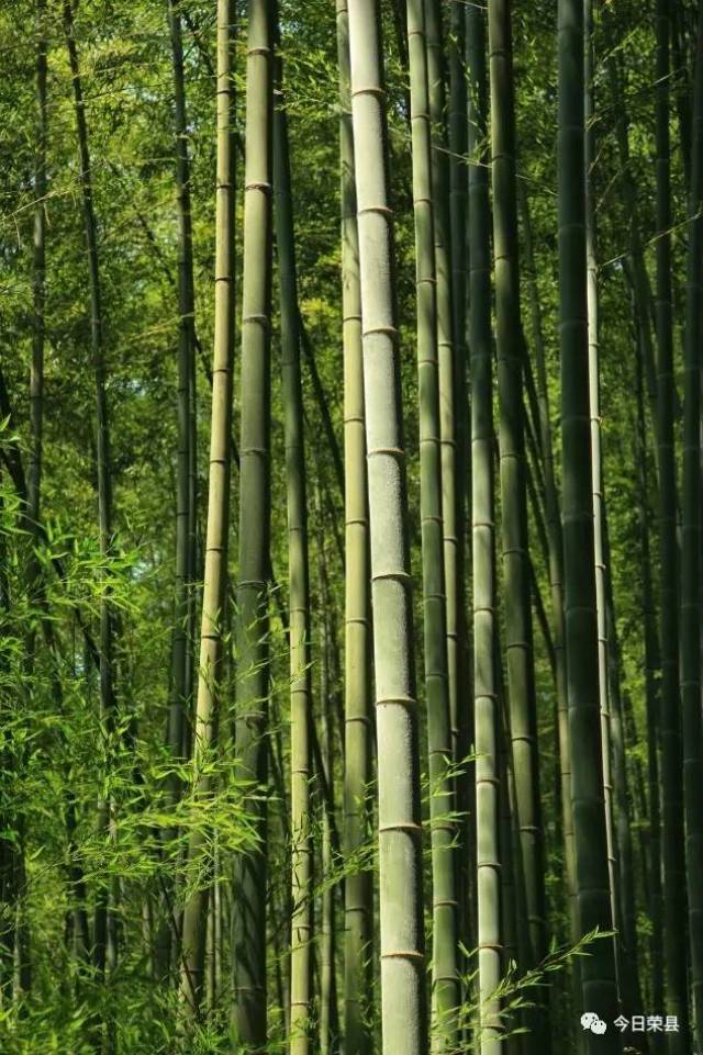 荣县避署胜地——长山花龙沟竹海