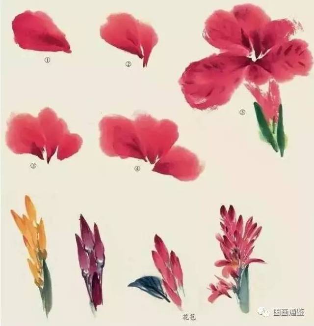 国画教程:水仙,玉兰,芍药等8种花卉写意画法图解