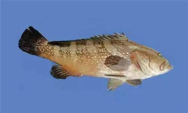 你认识这36种石斑鱼吗?