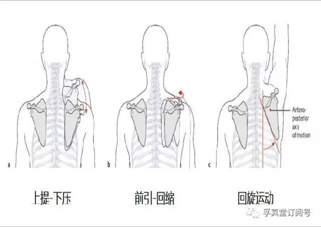 康复临床中处理肩关节受限(疼痛)的思路(二)