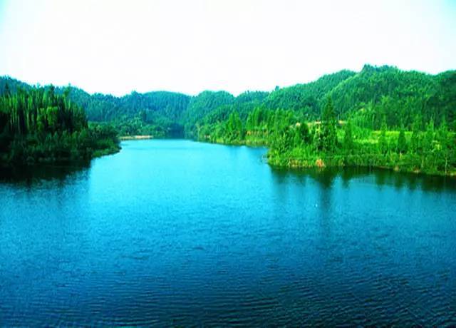 金龙湖在合江县凤鸣镇,杉树,松树,樟树成林,成片成片的楠竹,简直就是