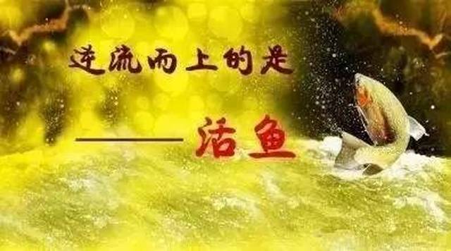 活鱼逆流而上,死鱼随波逐流(我读了5遍,震撼了!