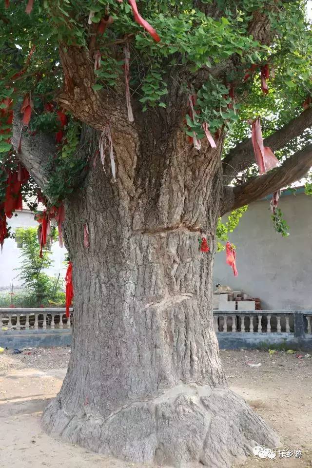 感恩古树—五莲县西楼村银杏树