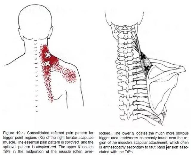 肩胛提肌 定位: 位于斜方肌的深层,从颈椎的两侧长到肩胛骨的内上角.