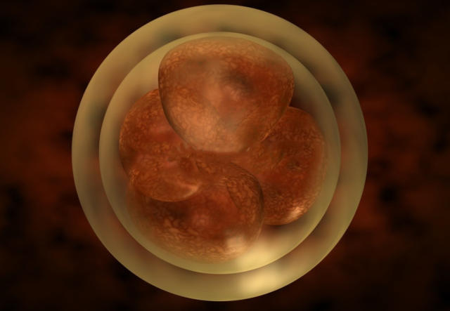 胚胎评级,看懂胚胎中的"优等生"