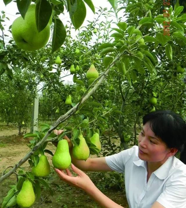 西洋梨酥,莲雾红艳,葡萄香甜!玉黛湖畔有机水果采摘开始啦!