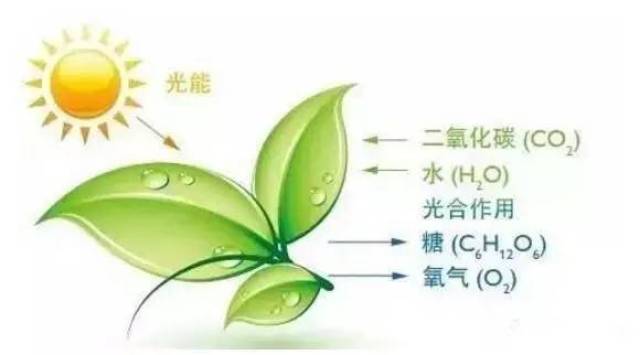 【农业咨询】农作物的头号病是缺碳病,植物处于"碳饥渴",你知道吗?