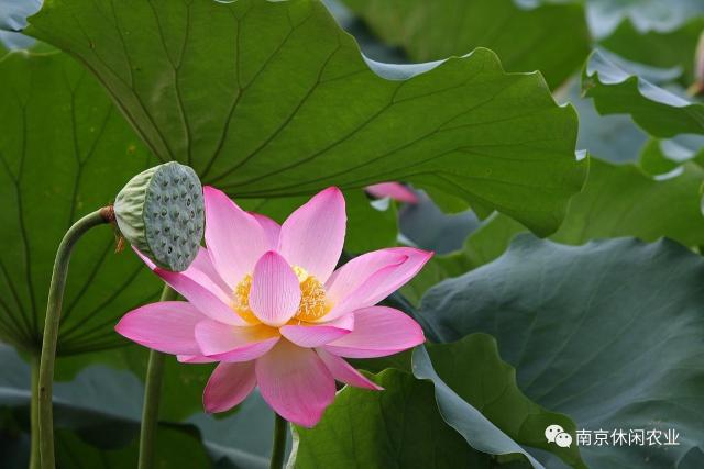 【推荐】 赏荷,摘莲蓬,品尝新鲜好滋味