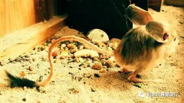 柯坪县发现世界濒危灭绝动物长耳跳鼠,看看还有什么跳鼠