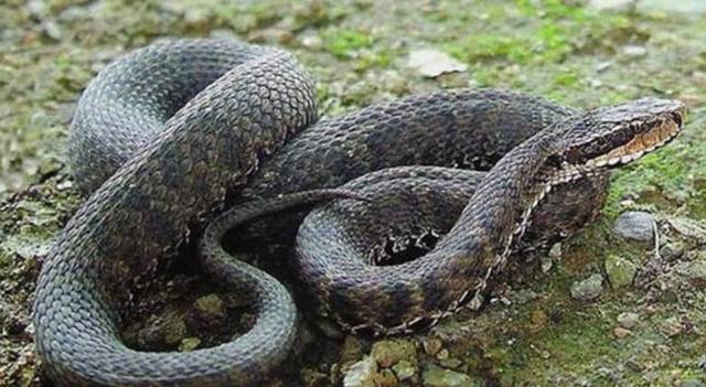 分布于东北三省和河北省地区的一种型蛇,是亚洲蝮六种之一.