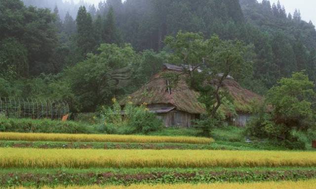 那一幢茅草房【散文】