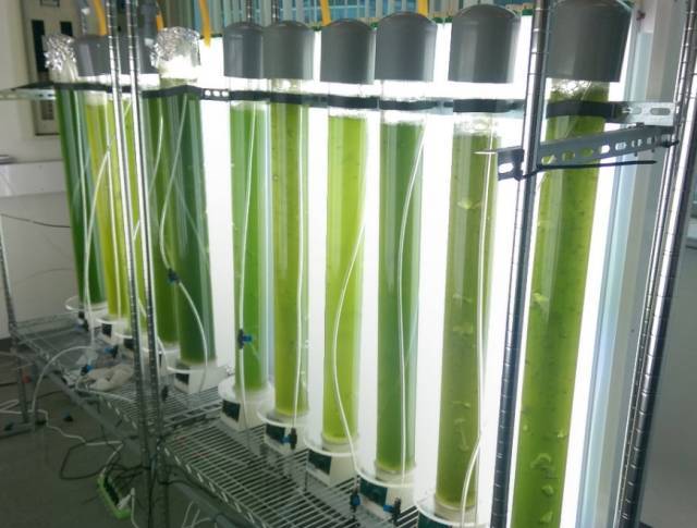 微藻养殖-袋式管状反应器