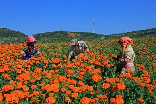 特色产业-西北勒乡把万寿菊种植作为拓宽农民增收渠道,促进农业