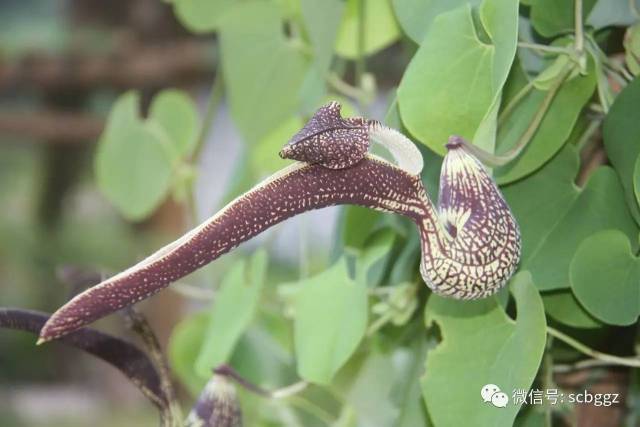 分享丨裳凤蝶和她的虫宝宝们