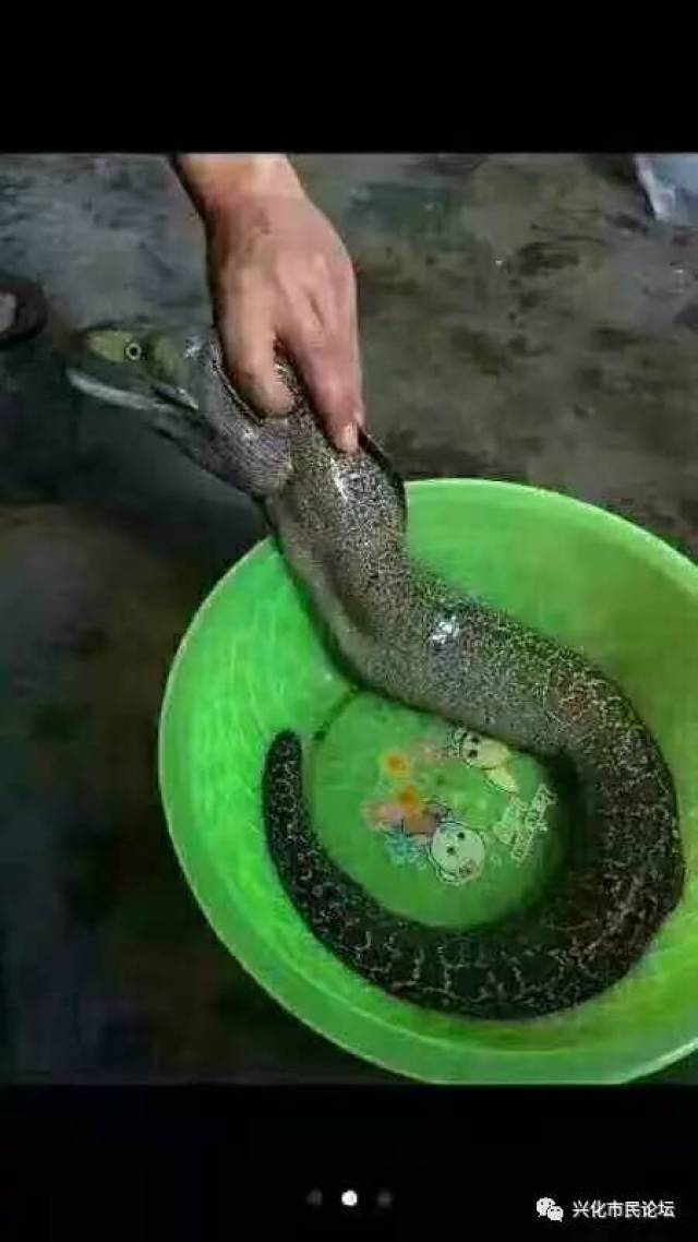 兴化昌荣镇发现一罕见怪鱼 像蛇像鱼又鸭嘴!