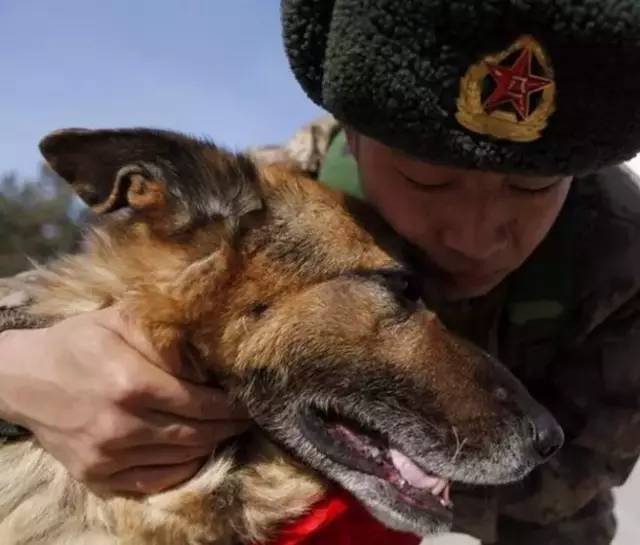 还有一个负责军犬退役的疗养院,这样才算得上"前半生你来保家卫国,后