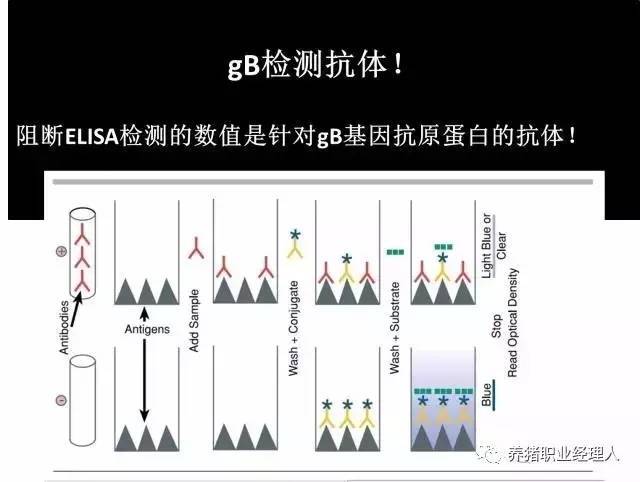 那通常gb抗体(阻断elisa)又是如何检测的呢?