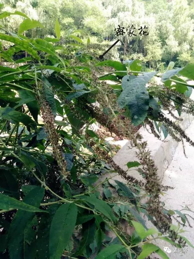 跟一个视大山与草药如生命的男人 一起上终南山采药会