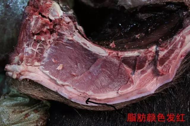 如何鉴别病死猪肉,注水肉,公猪母猪肉?