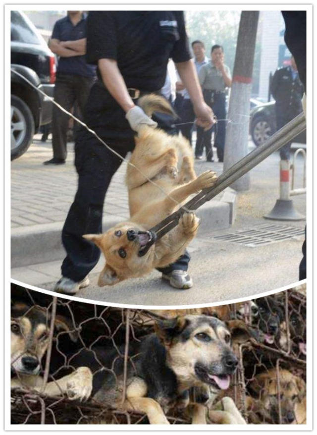 8四川地震再现搜救犬身影,怕狗嫌狗的被埋者快别让狗救了,让打狗队救