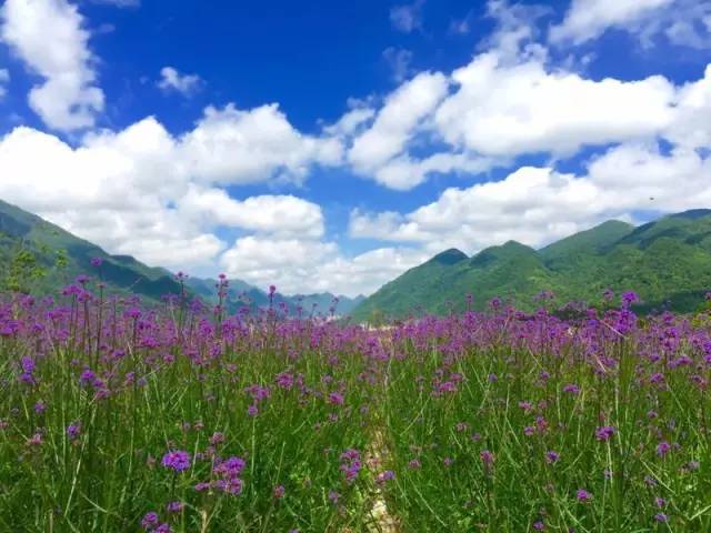 据小编了解,红池坝景区 由云中花海,天子山,西流溪, 银厂坪,朝阳坪