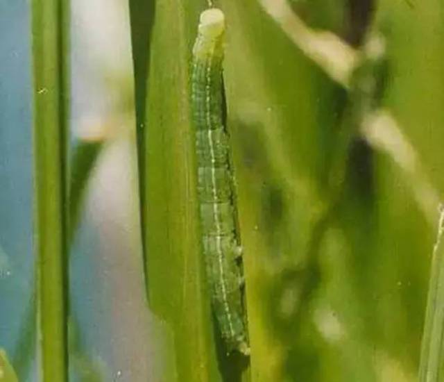 近期稻螟蛉虫害有高发趋势, 注意防范!