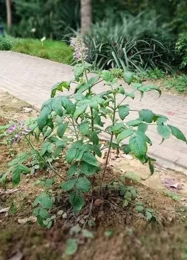 淡竹叶 淡竹叶又名竹叶草,山鸡米草,碎骨草.