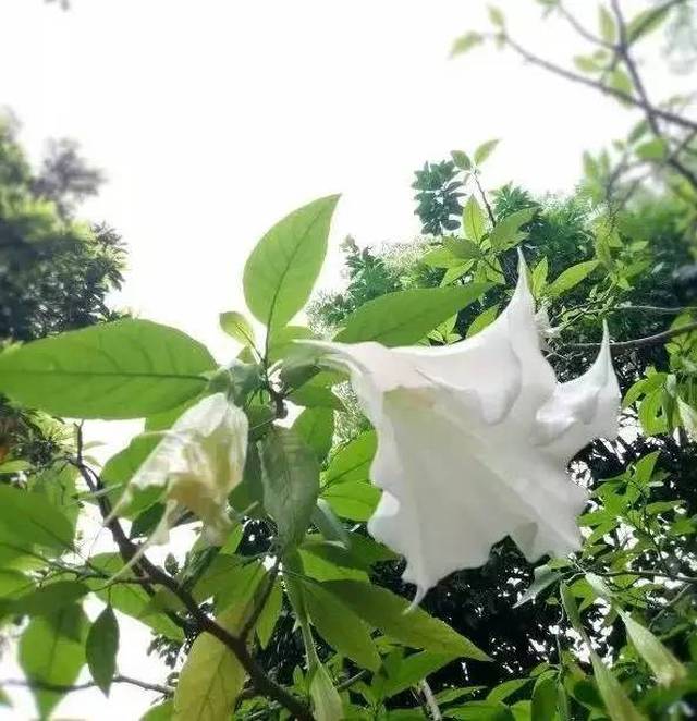 广中医校园系列 | 药王山