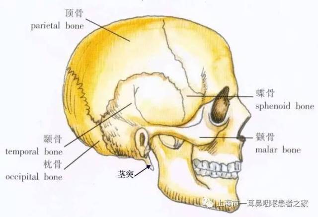 切断咽喉"獠牙":我院耳鼻咽喉-头颈外科首创茎突与舌咽神经联合切断术   