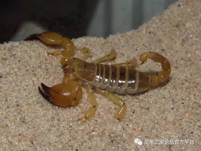 以色列金蝎 israeli gold scorpion scorpio maurus