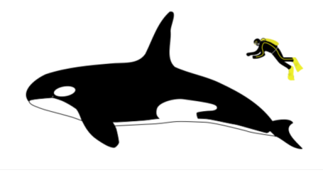 能吃掉凶猛鲨鱼的虎鲸,竟属于海豚科?