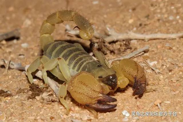 以色列金蝎 israeli gold scorpion scorpio maurus