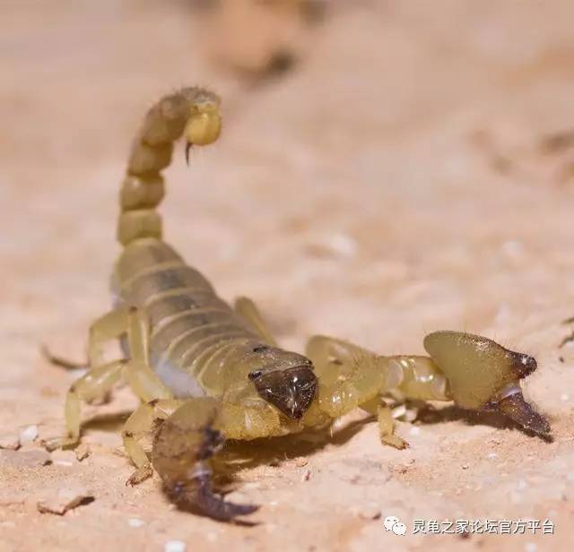 以色列金蝎 israeli gold scorpion scorpio maurus